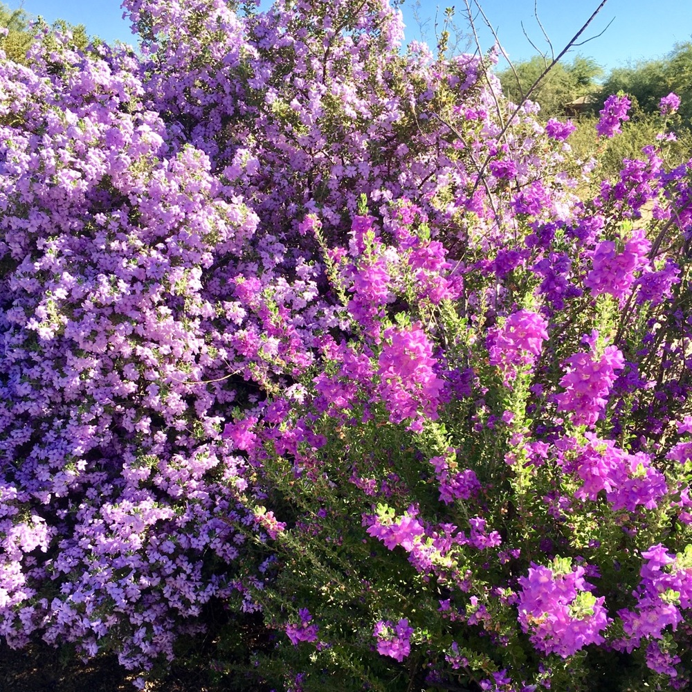 Meet your Posher, Arina